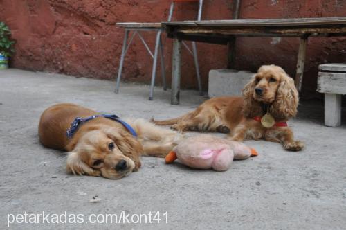 leydi Dişi Amerikan Cocker Spaniel