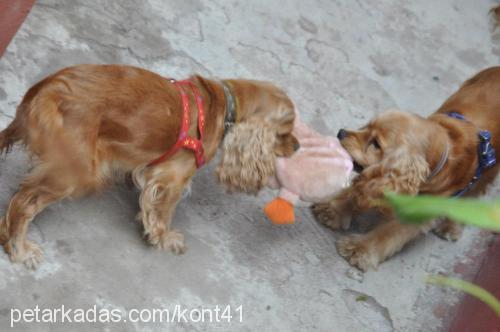 leydi Dişi Amerikan Cocker Spaniel