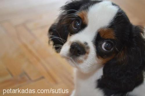 sütlü Erkek Cavalier King Charles Spanieli