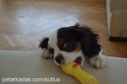 sütlü Erkek Cavalier King Charles Spanieli