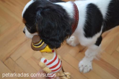 sütlü Erkek Cavalier King Charles Spanieli