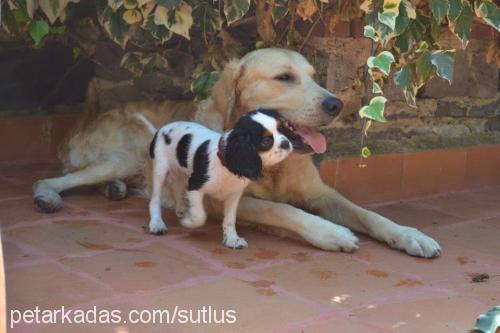 turşu Erkek Golden Retriever