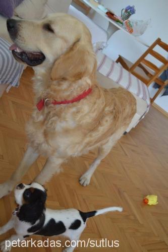 turşu Erkek Golden Retriever