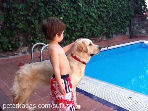 turşu Erkek Golden Retriever