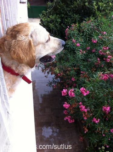 turşu Erkek Golden Retriever