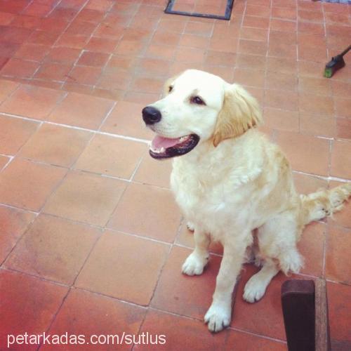 turşu Erkek Golden Retriever