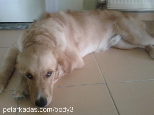 body Erkek Golden Retriever