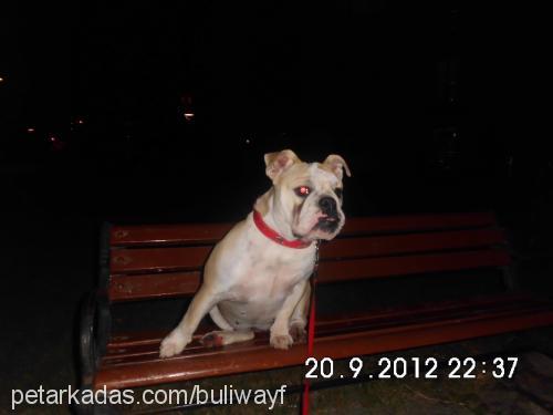 deisy Dişi İngiliz Bulldog