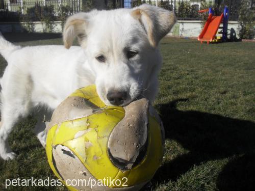 Şansli Dişi Golden Retriever