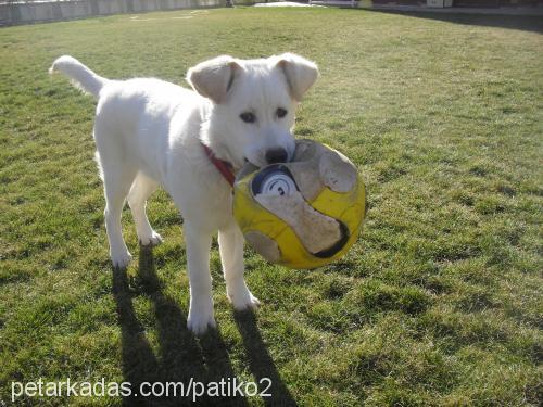 Şansli Dişi Golden Retriever