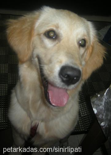 mutlu Dişi Golden Retriever