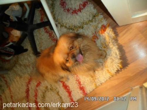 wisky Erkek Pekingese