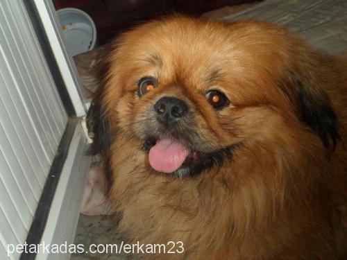 wisky Erkek Pekingese