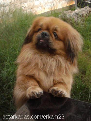 wisky Erkek Pekingese