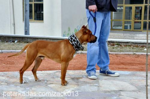 sanchez Erkek Amerikan Pitbull Terrier