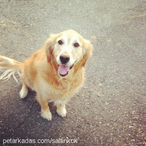 daisy Dişi Golden Retriever