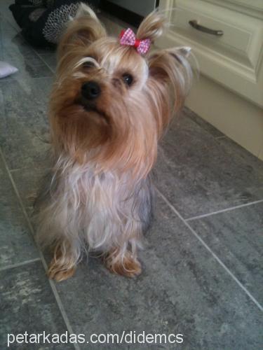 cico Dişi Yorkshire Terrier