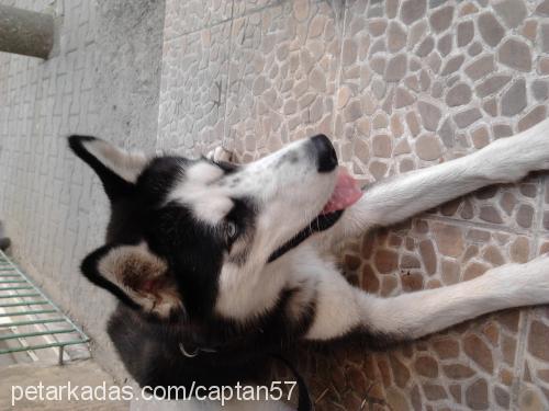 suzi Dişi Sibirya Kurdu (Husky)