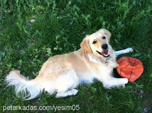 badem Erkek Golden Retriever