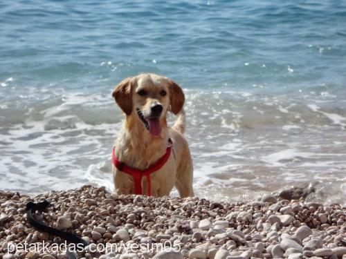 badem Erkek Golden Retriever