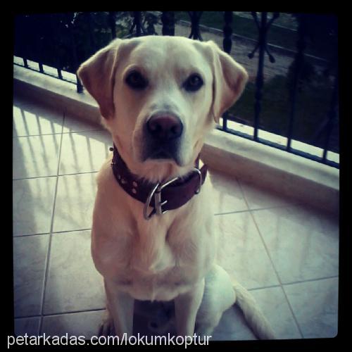 lokum Erkek Labrador Retriever