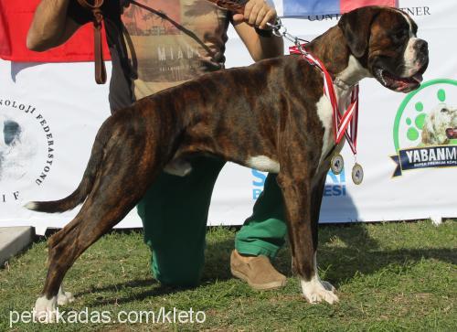 diego Erkek Boxer