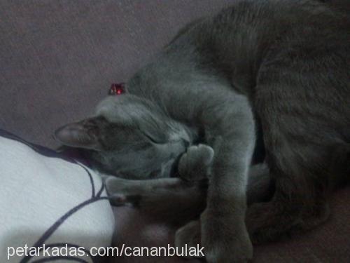 deniz Dişi British Shorthair