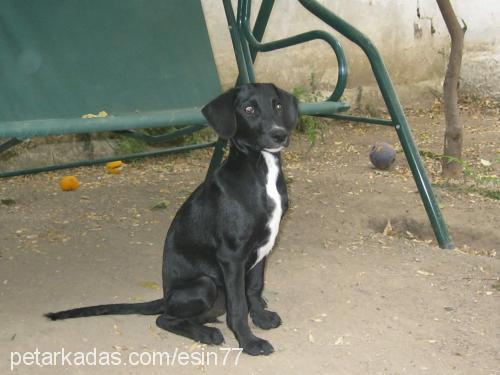 bebiş Dişi Labrador Retriever