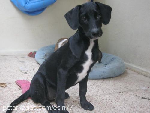 bebiş Dişi Labrador Retriever