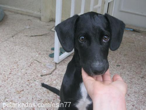 bebiş Dişi Labrador Retriever