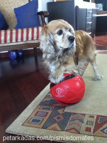 chester Erkek Amerikan Cocker Spaniel