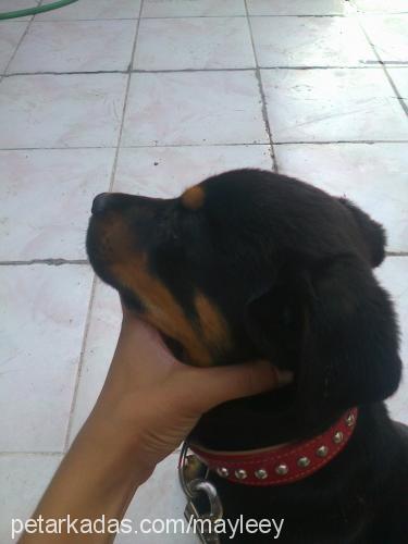 mayli Dişi Rottweiler