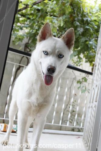 casper Erkek Sibirya Kurdu (Husky)