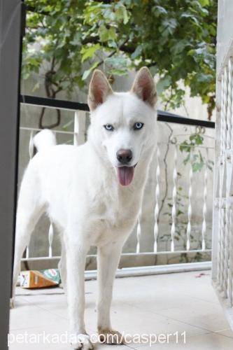 casper Erkek Sibirya Kurdu (Husky)