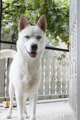 casper Erkek Sibirya Kurdu (Husky)