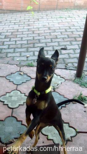 hera Dişi Minyatür Pinscher