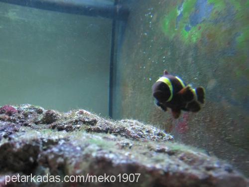 reefworld Bilinmiyor 