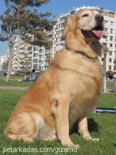 bolo Erkek Golden Retriever