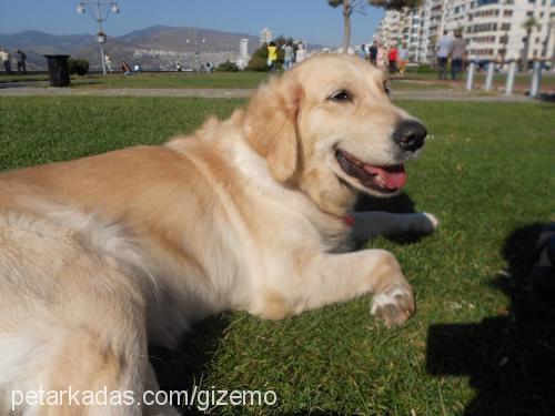 daisy Dişi Golden Retriever