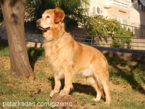 bolo Erkek Golden Retriever