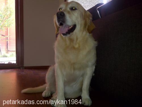 ares Erkek Golden Retriever