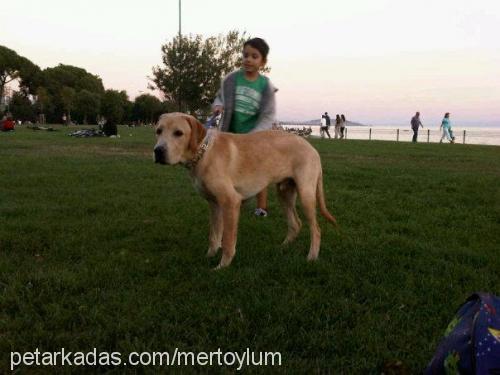 badem Erkek Labrador Retriever