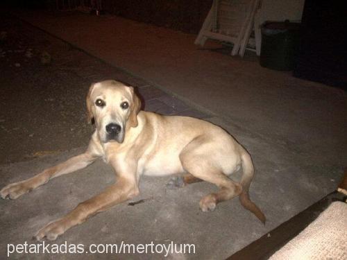 badem Erkek Labrador Retriever