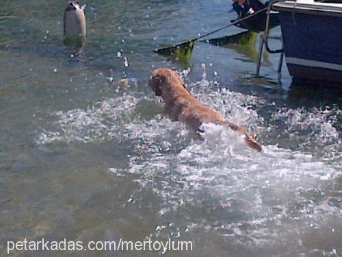 badem Erkek Labrador Retriever