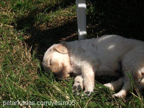 badem Erkek Golden Retriever