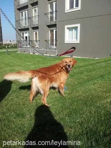 paşa Erkek Golden Retriever