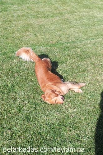 paşa Erkek Golden Retriever