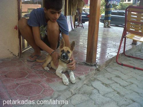 lady Dişi Alman Çoban Köpeği