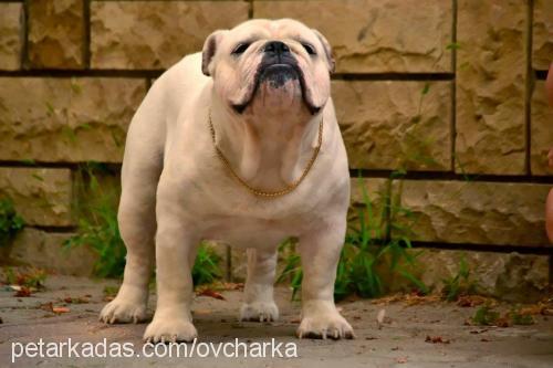 müdür Dişi İngiliz Bulldog