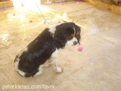 kırpık Erkek Cavalier King Charles Spanieli